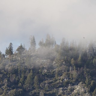 Misty Mountain Forest Emerging from Morning Fog