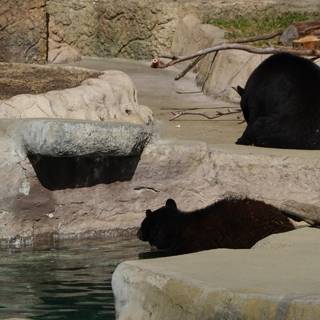 Black Bears in Zoo Enclosure