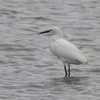 Graceful Sentinel of the Wetlands