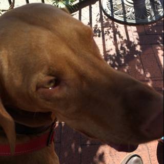 Red Collar Hound on the Porch