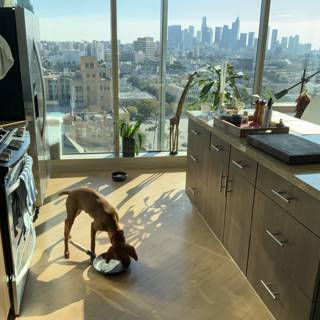 Urban Canine Kitchen View