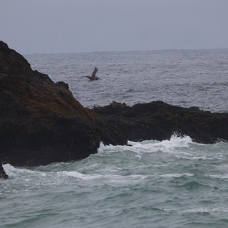 Seabird Soaring Over Rocky Coastal Outcrops