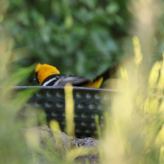 Hooded Oriole Perched Among Yellow Flowers in Garden