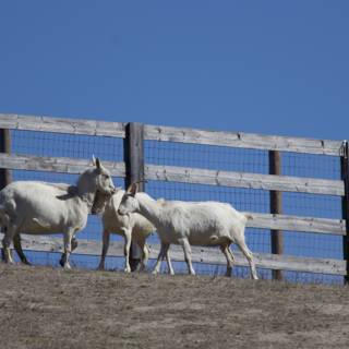 Pastoral Harmony: A Day at Carmel Valley Ranch