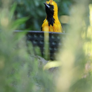 Hooded Oriole Perched Through Foliage in Urban Setting