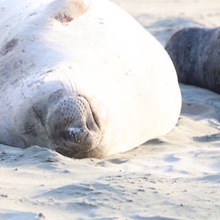 Elephant Seal Resting on Drakes Beach Sand
