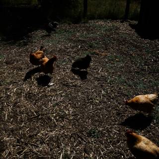 Free-Range Chickens Enjoying the Morning Sunshine
