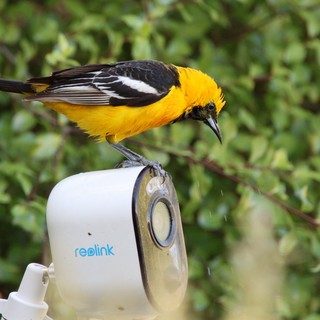 Hooded Oriole Perched on Security Camera