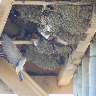 Cliff Swallows Tending to Their Mud Nests