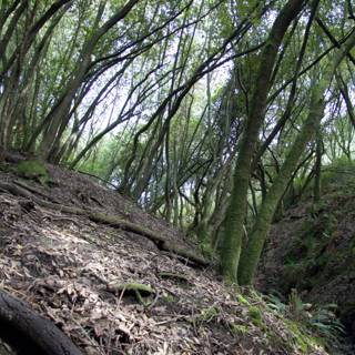 Serene Stream in Verdant Forest