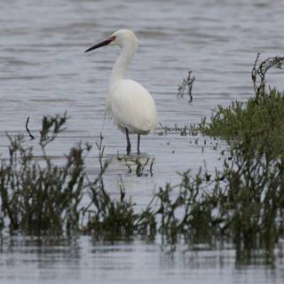 Graceful Hunters of the Wetlands