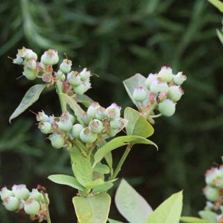 Emerging Blueberries of Spring