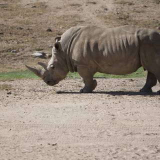 Majestic Rhino on the Move