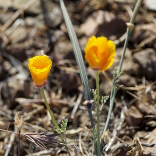 Golden Poppies Blooming in Dry Chaparral Landscape