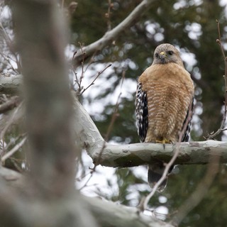 Red-shouldered Hawk Perched on Winter Branch