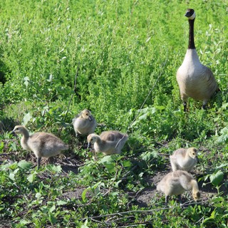 Canada Goose Family Foraging in Spring Wetlands