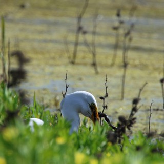 Great Egret Hunting in Wetland Marsh