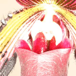 Long-Stemmed Orchid Captured in Close-up