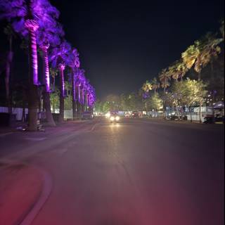Neon Palms at Night
