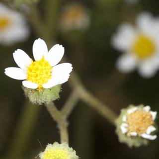 Delicate Daisy Blossom