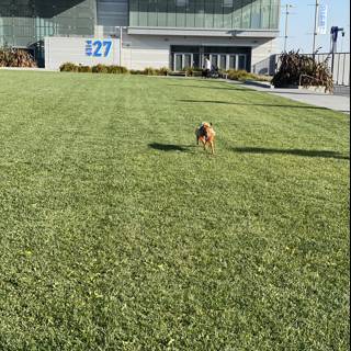Puppy Playtime at Pier 27