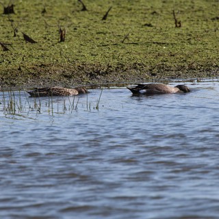 Northern Shoveler Ducks Foraging in Wetland Shallows