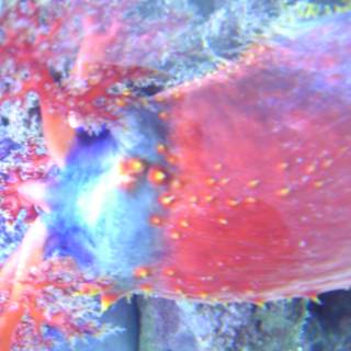 Colorful Sea Slug with Red and Blue Tentacles