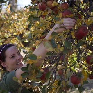 apple-orchard-likely-western-united-states-based-on-metadata-album-reference-ua_apple_farm