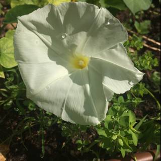 White Geranium Flower Blooming
