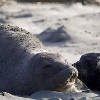 Elephant Seal Mother and Pup Tender Moment at Drakes Beach