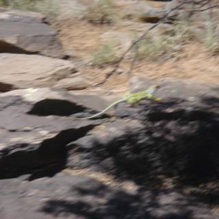 Lizard Basking on a Desert Rock