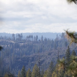 Misty Forest Landscape After Wildfire Impact