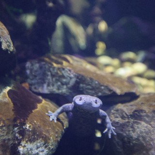 African Dwarf Frog Underwater in Aquarium Habitat