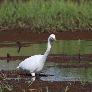 Great Egret Wading in Wetland Shallows