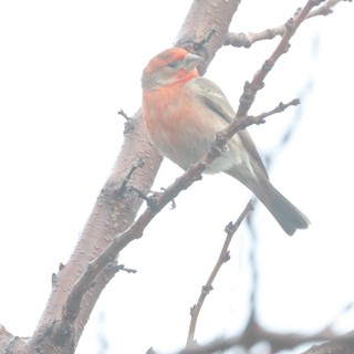 Common Chaffinch Perched on Winter Branch