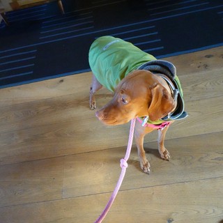 Dachshund in Green Hoodie and Hood Indoors