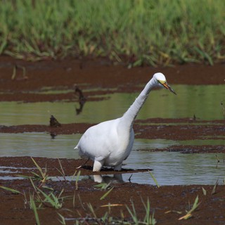 Snowy Egret Foraging in Wetland Shallows