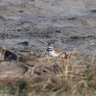 Killdeer Shorebird at Drakes Beach Mudflat