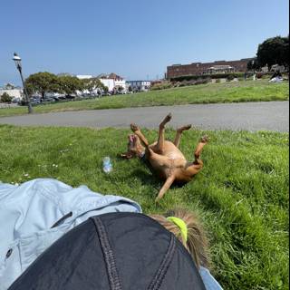 A Dog's Companionship at San Francisco Maritime National Historical Park