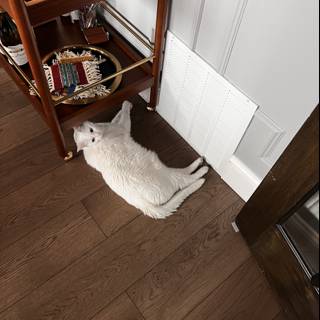White Cat Resting by Wooden Table