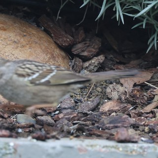 Golden-crowned Sparrow Foraging Among Leaf Litter