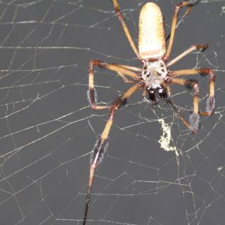 Garden Spider with Long Legs and Tail