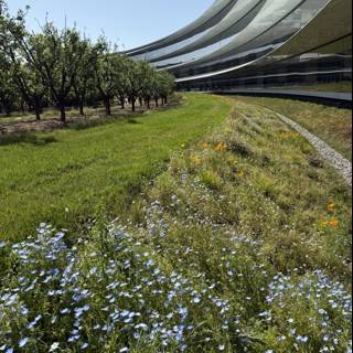 Serenity at Apple Park