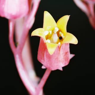 Pink Orchid with Yellow Centers