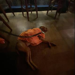 Relaxing Hound in an Orange Robe on Hardwood Floor