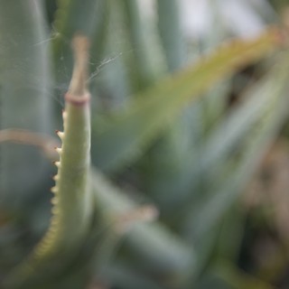 botanical garden or natural desert setting
