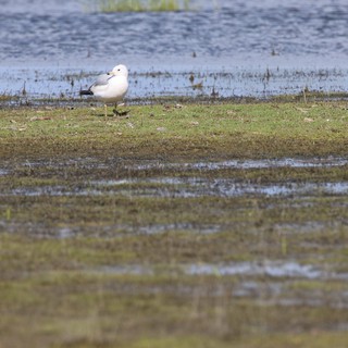 Solitary Seagull Resting at Water's Edge
