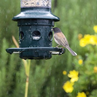 Dark-Eyed Junco Braving Rain at Garden Bird Feeder