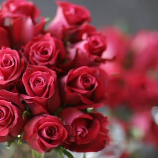 11 Red Roses in a Flower Arrangement