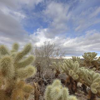 Desert Oasis